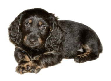 Dachshund Köpek yavrusu siyah