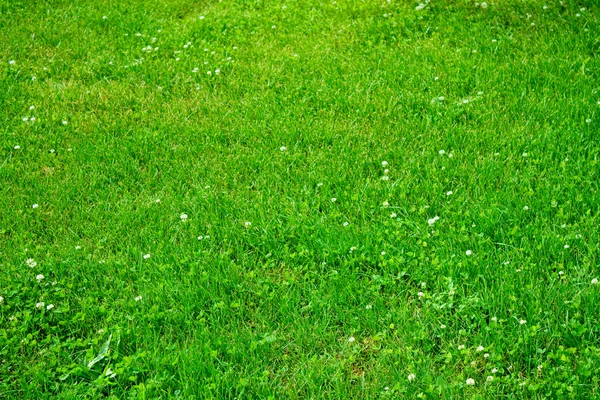 与绿色三叶草花草坪 — 图库照片