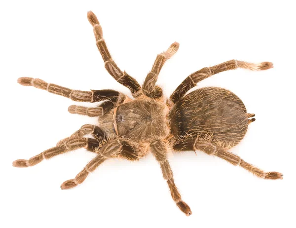 Αράχνη ταραντούλα — Φωτογραφία Αρχείου