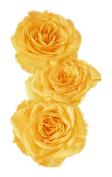 Yellow rosebud — Stock Photo, Image