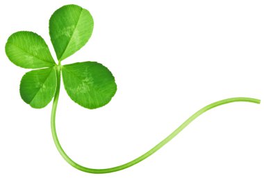 Four Leaf Clover clipart