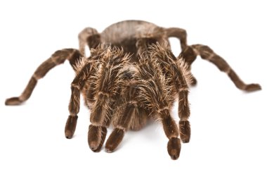 Örümcek tarantulası