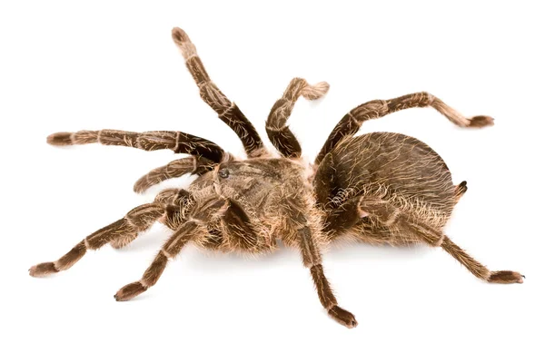 Spider poison — Stock Photo, Image