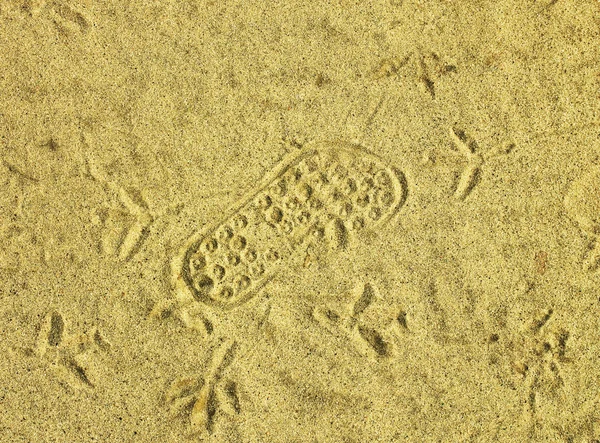 Footprints in the sand — Stock Photo, Image