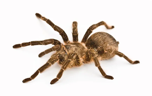 Spider tarantula — Stock Photo, Image
