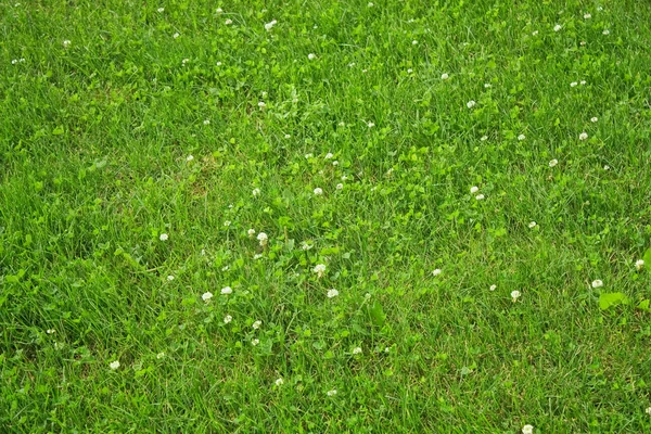 Rasen mit grünem Klee — Stockfoto