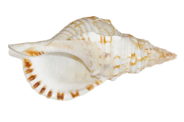 stock image White sea shell