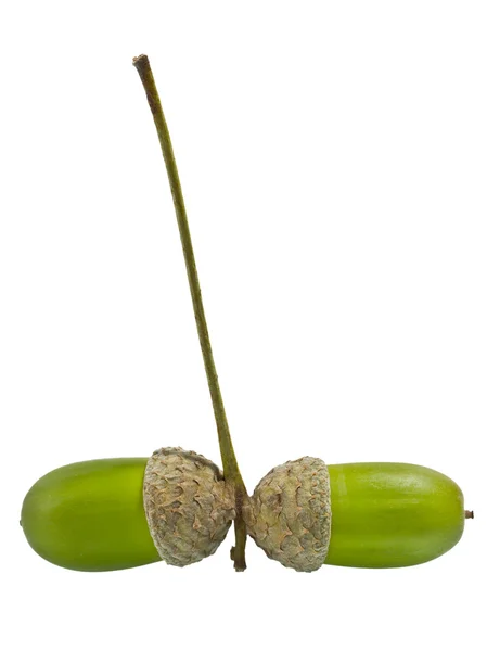 Två gröna ekollon — Stockfoto