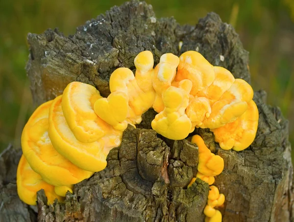 stock image Yellow mushrooms