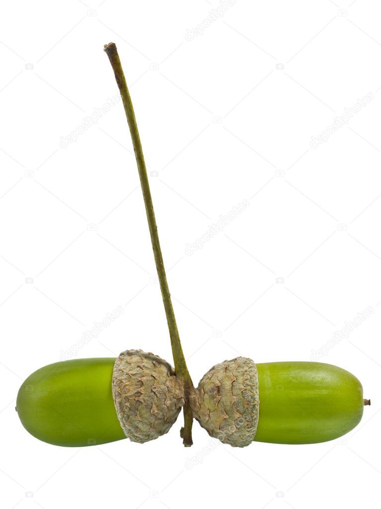 Two green acorns