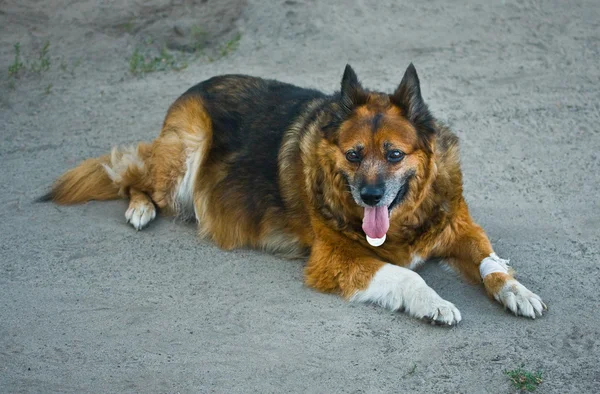 Собака с перевязанной лапой — стоковое фото