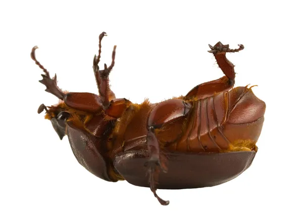 茶色のカブトムシ — ストック写真