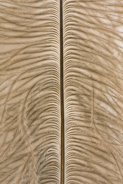 Τα φτερά της στρουθοκαμήλου — Φωτογραφία Αρχείου
