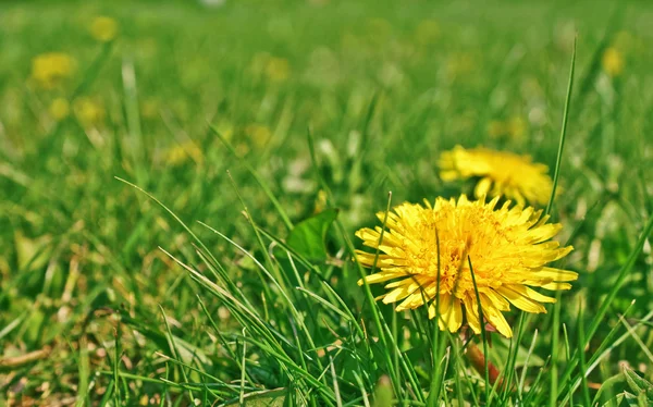 stock image Taraxacum