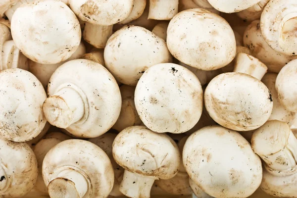 Свежие целые грибы — стоковое фото