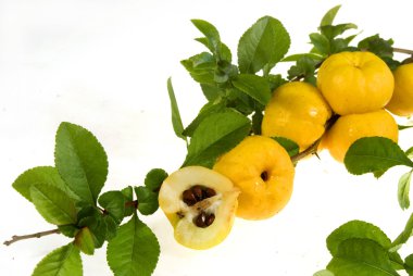 Chaenomeles japonica fruits clipart