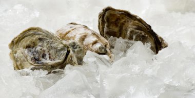 Oysters on ice clipart