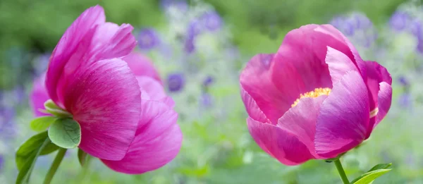 Peony roze bloem — Stockfoto