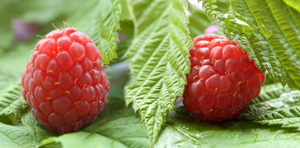 Fresh raspberry with leaves — Stock Photo, Image