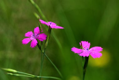 Gillyflower close-up clipart