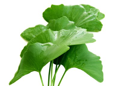 ıslak biloba