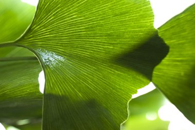 Biloba leaf close-up clipart