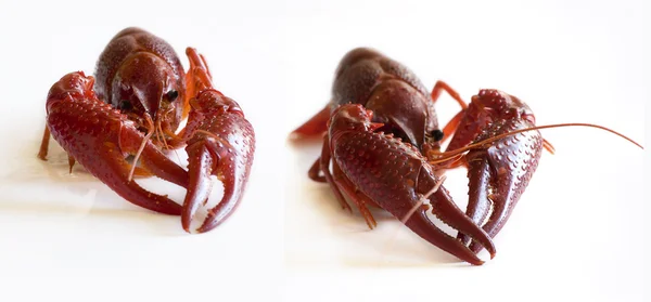 Dos cangrejos en blanco —  Fotos de Stock