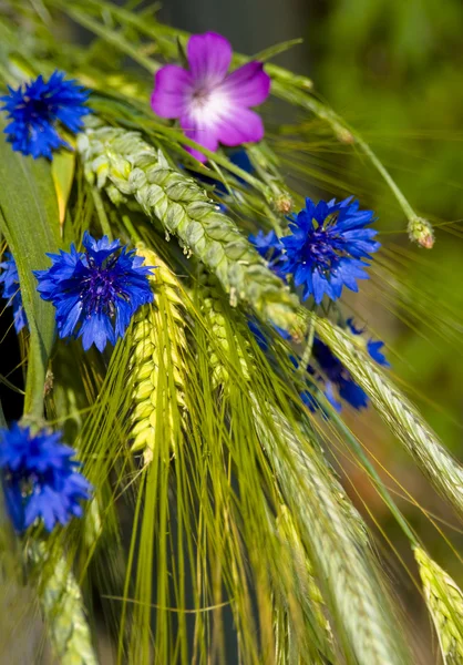 野生の花の花束 — ストック写真