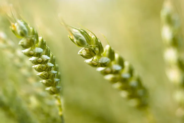 stock image Corns on the field