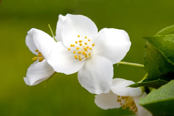 Jasmín květ detail — Stock fotografie