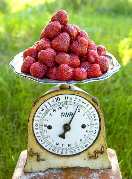 Fresh fruits on garden scale — Stock Photo, Image