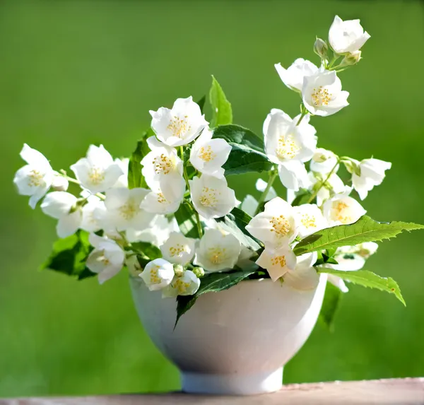 Flores de jasmim — Fotografia de Stock