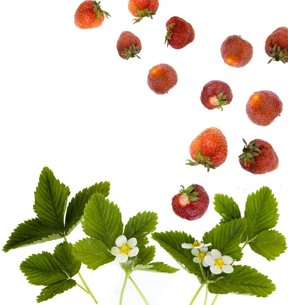Świeże truskawki motywem — Zdjęcie stockowe