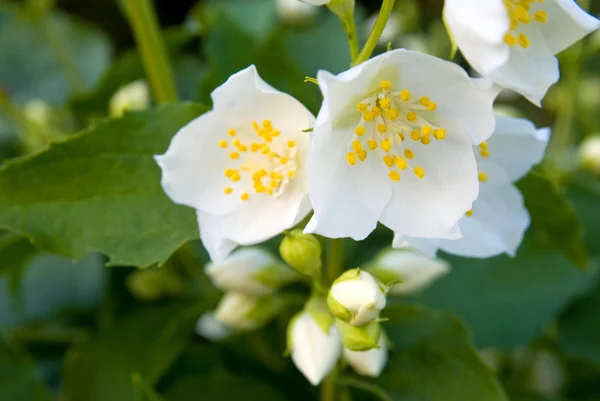 Aroma of jasmine flowers at afternoon — Stock Photo, Image