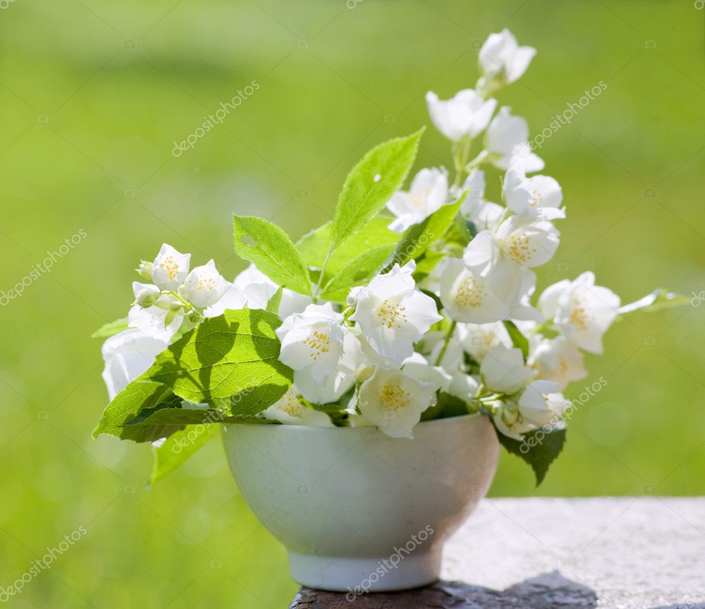 Jasmine bouquet — Stock Photo © efffka 1822991