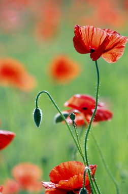 Poppy on sunny field clipart