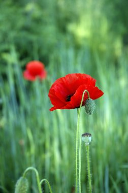 Papaver on summer morning field clipart