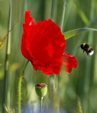 Bumble-bee looking for food clipart