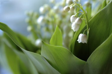 Lily of the valley close-up clipart