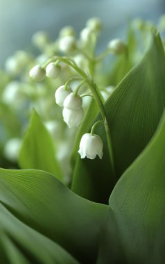 Lily-of-the-valley close-up clipart