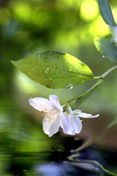 Цветок жасмина под дождем — стоковое фото