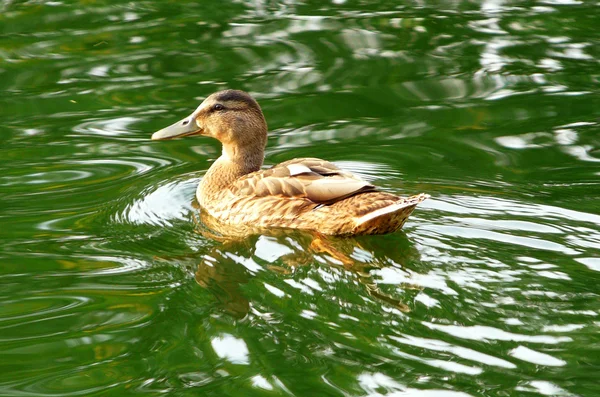 Stock image Duck