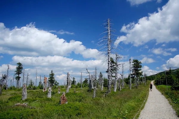 Mrtvé stromy v horách — Stock fotografie