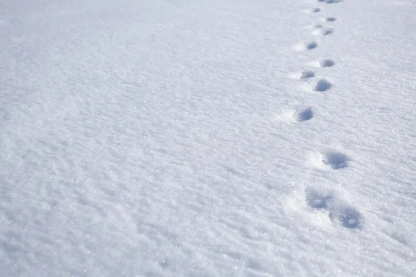 Zwierzę ślady na śniegu — Zdjęcie stockowe