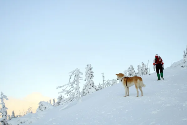 Escursioni invernali in montagna con Akita do — Foto Stock