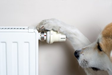 Dog adjusting comfort temperature