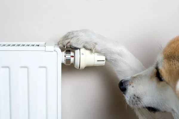 Dog adjusting comfort temperature — Stock Photo, Image