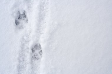 Animal footprints on snow clipart