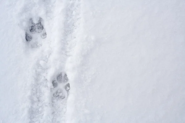 Animal footprints on snow — Stock Photo, Image