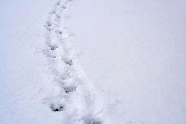 Djurs fotavtryck på snö — Stockfoto